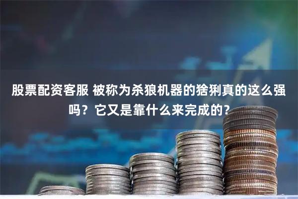 股票配资客服 被称为杀狼机器的猞猁真的这么强吗？它又是靠什么来完成的？